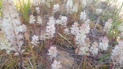 Lachenalia contaminata