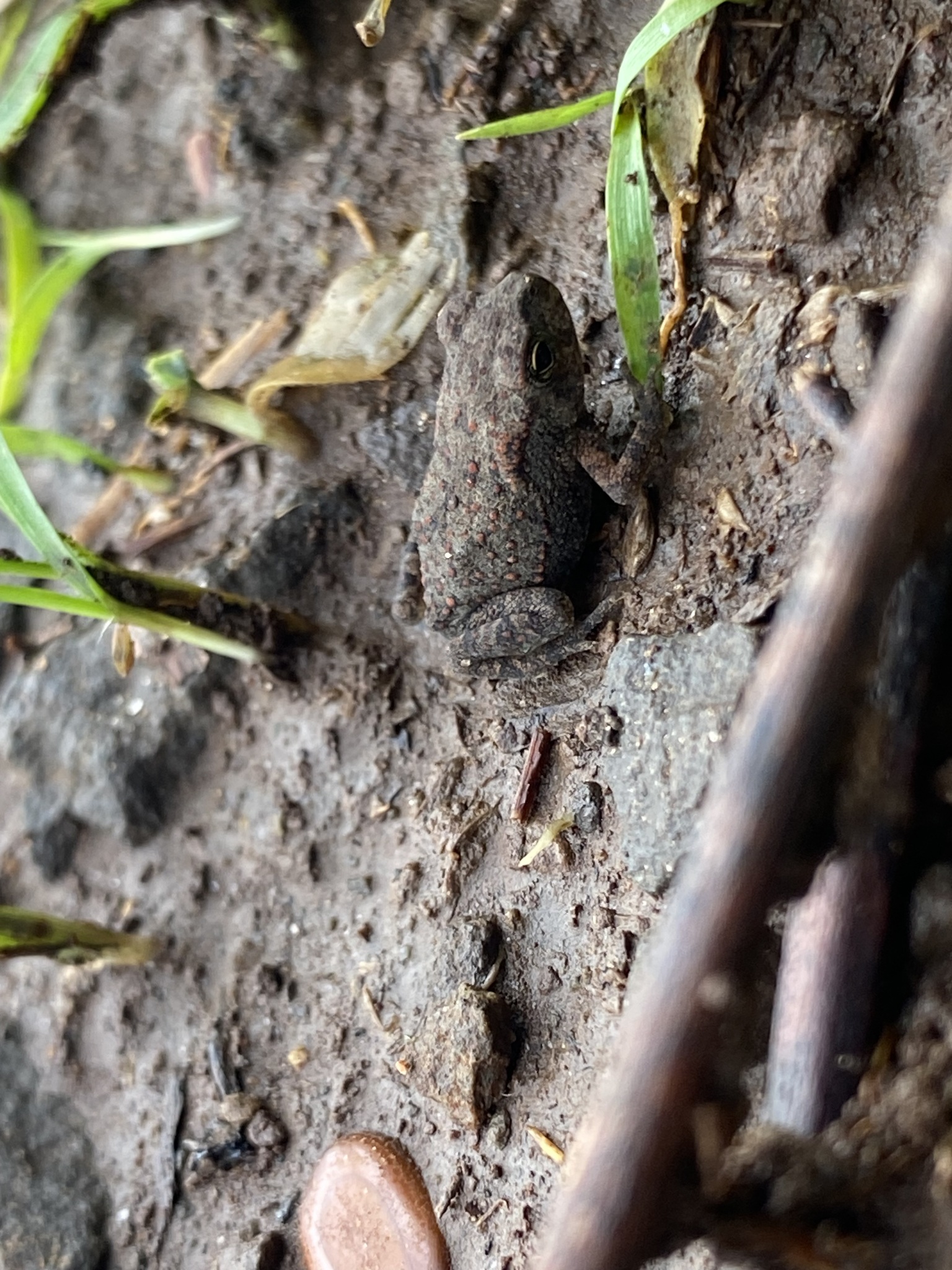 Indian Common True Toad