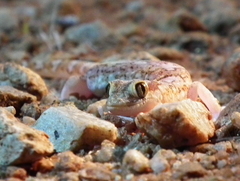 Pachydactylus latirostris