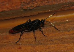 Protichneumon