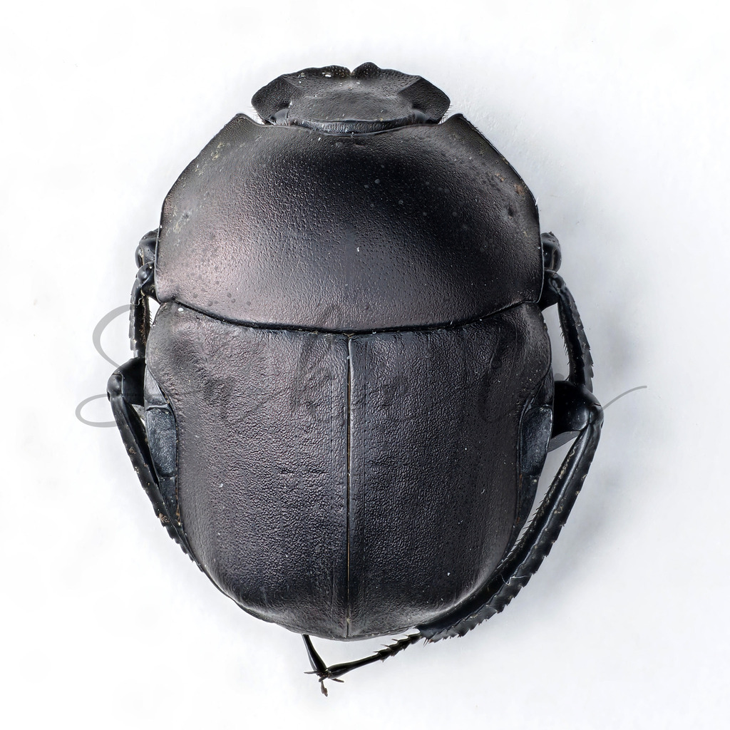 Paragymnopleurus