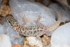 Pachydactylus montanus