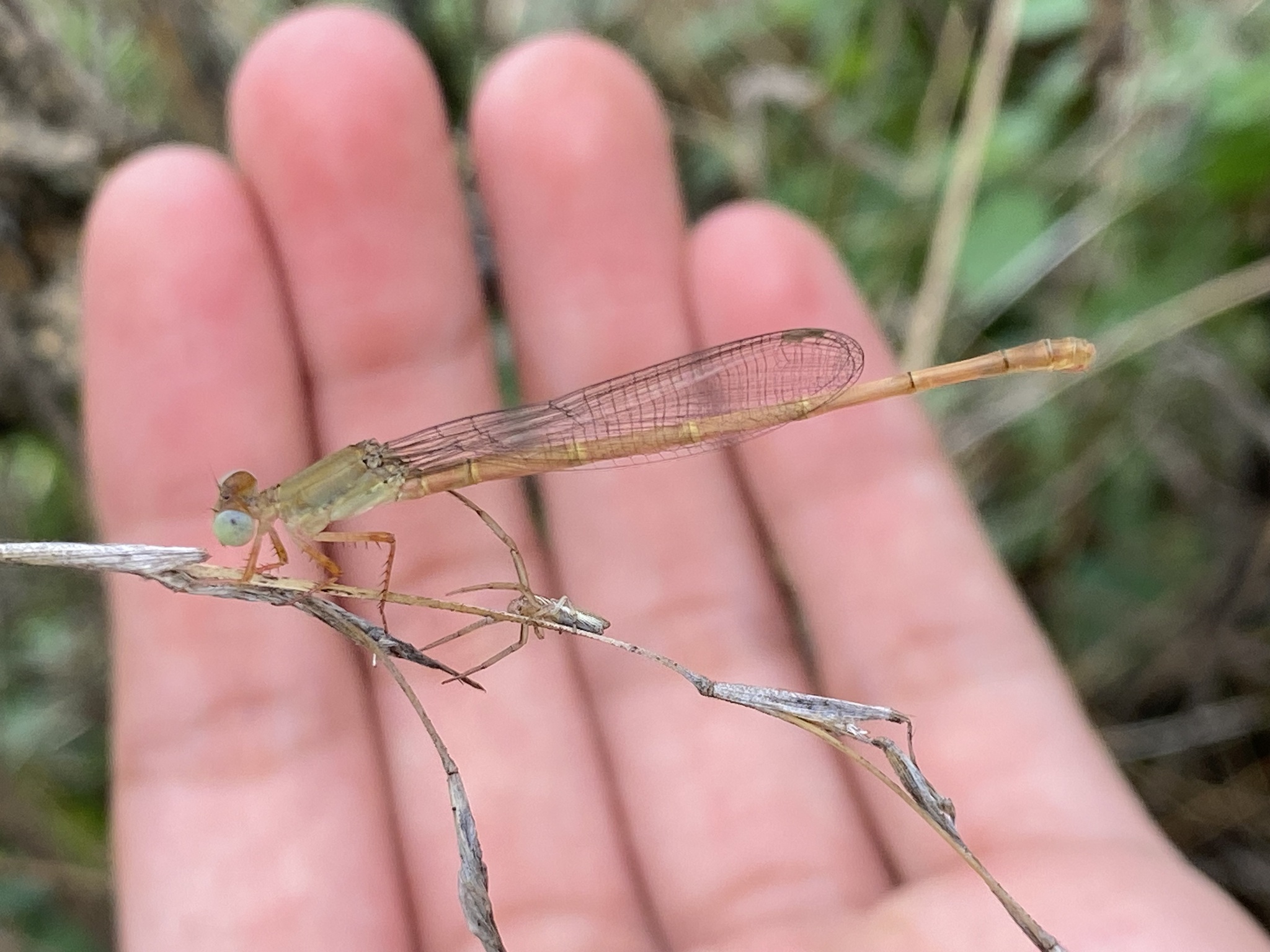 Coromandel Marsh Dart