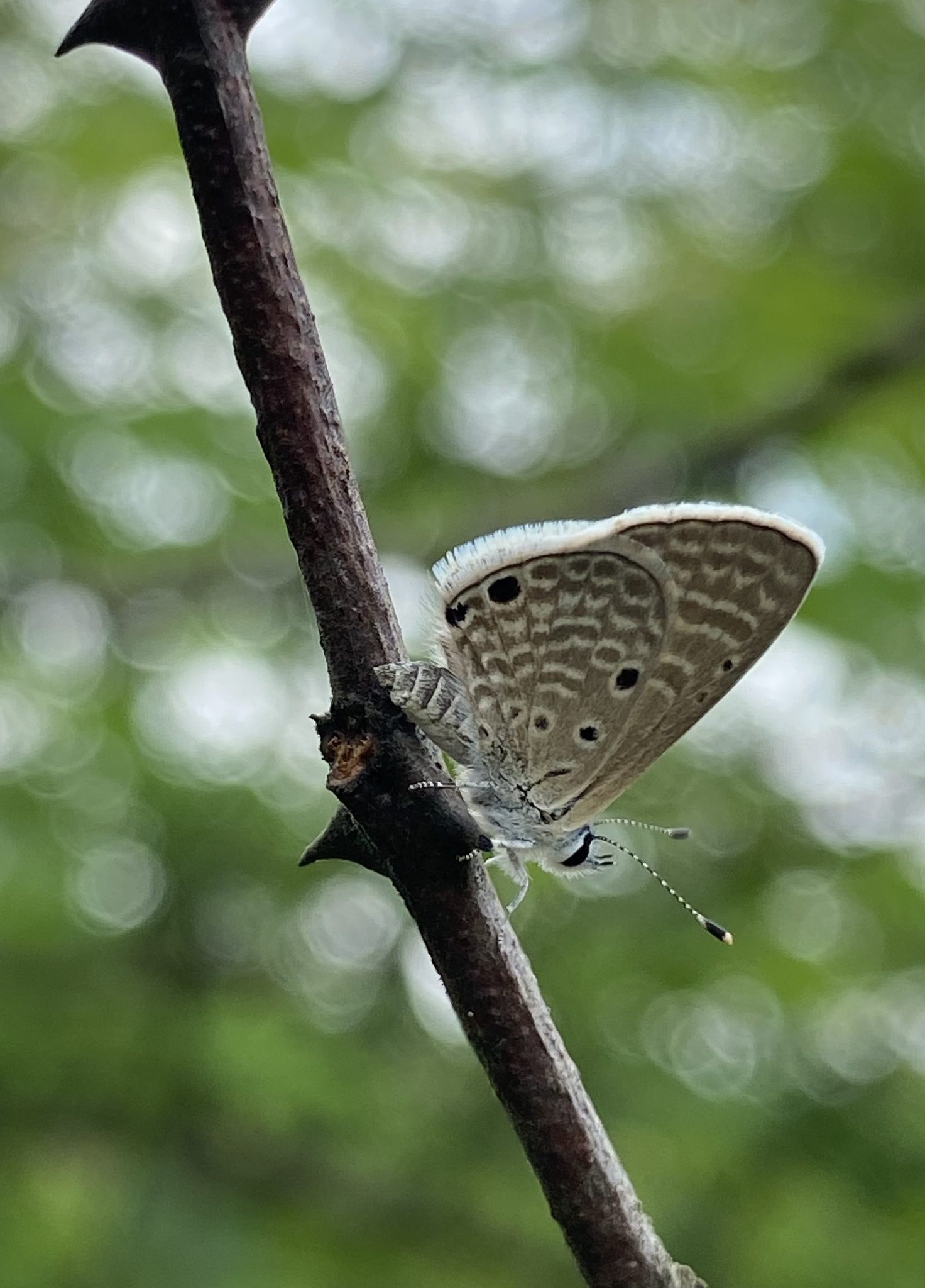 Bright Babul Blue