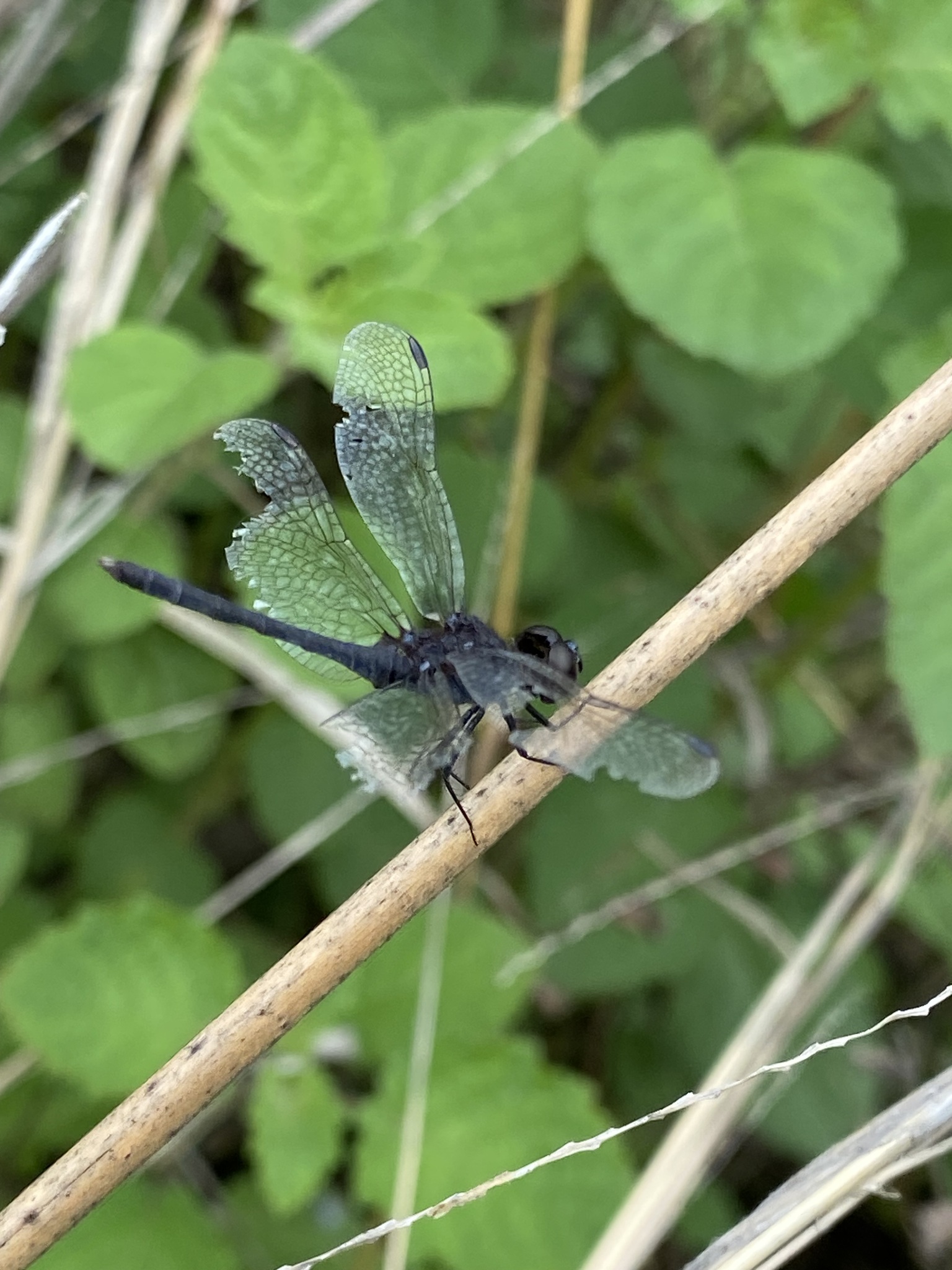 Black Percher