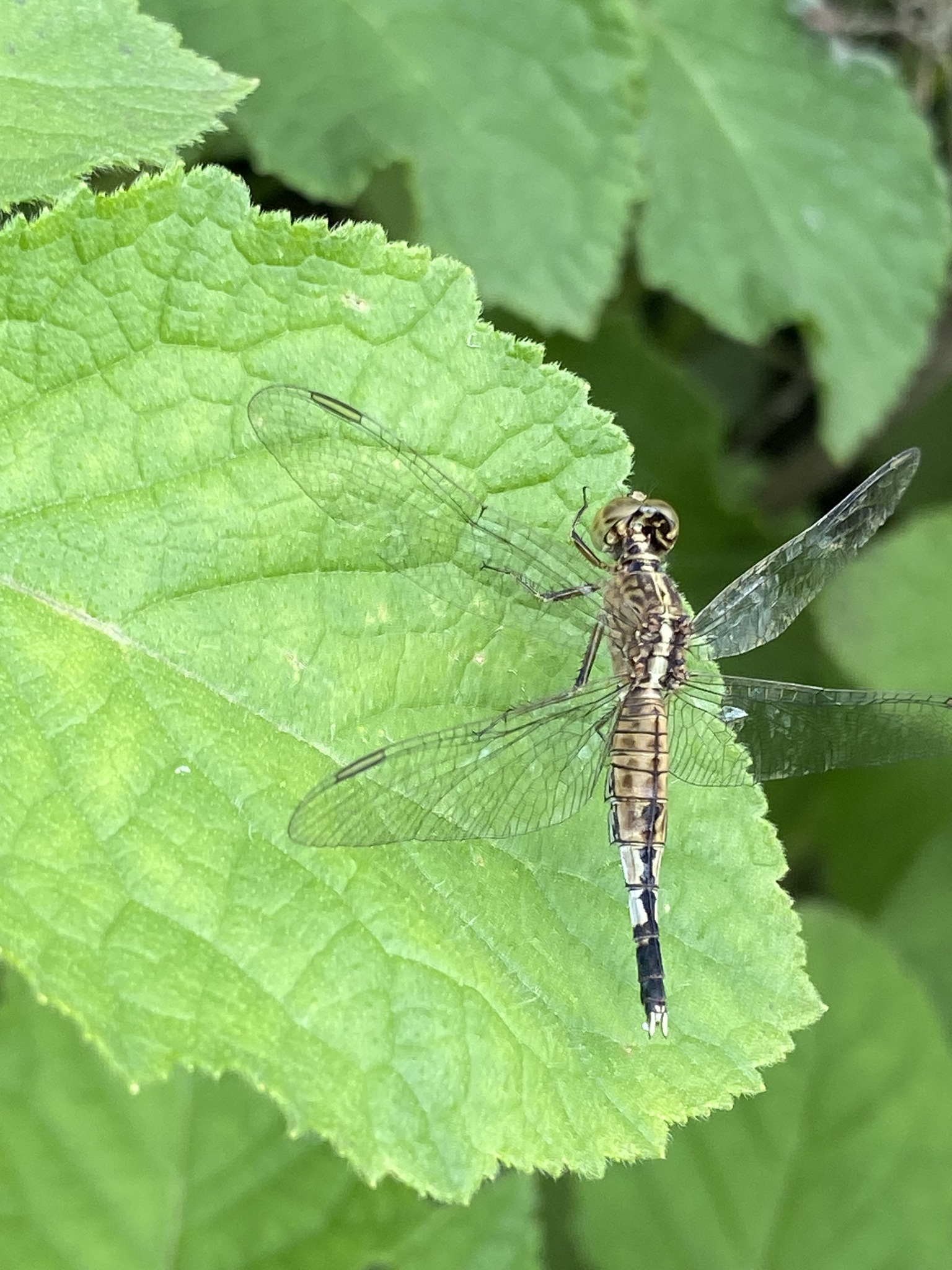 Trumpet-Tail