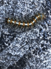 Lepidoptera