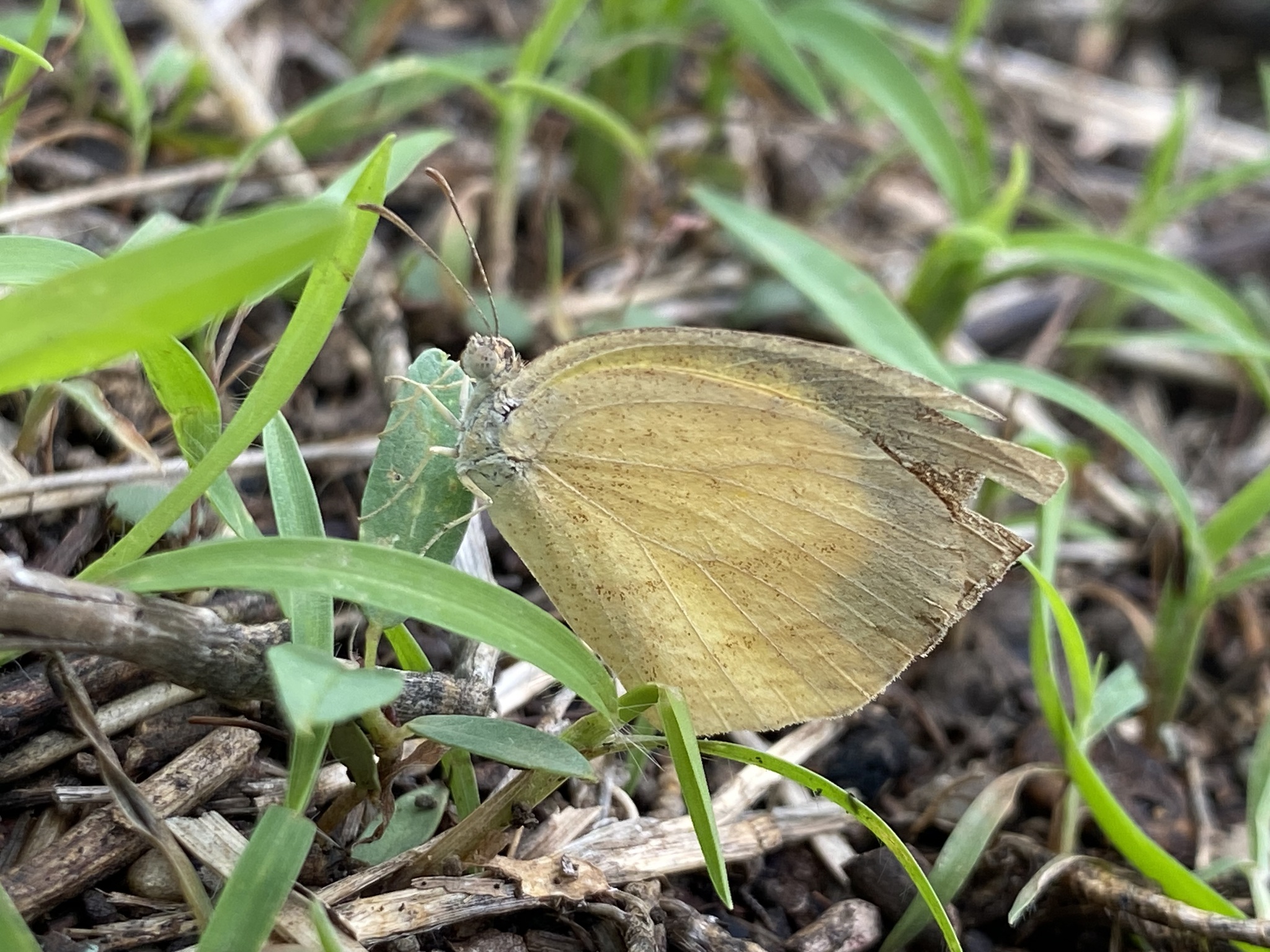 Spotless Grass Yellow