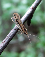 Ypsolopha parenthesella