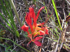 Babiana ringens australis