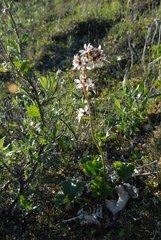 Boykinia richardsonii