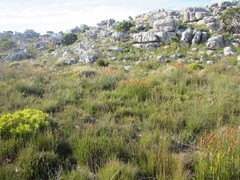 Elegia racemosa