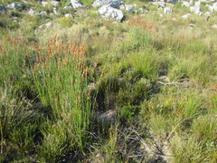 Elegia racemosa