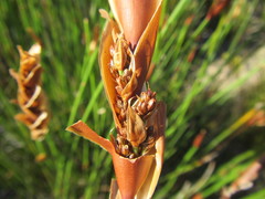 Elegia racemosa
