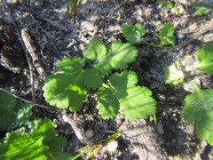 Chamarea gracillima