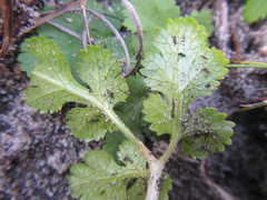 Chamarea gracillima