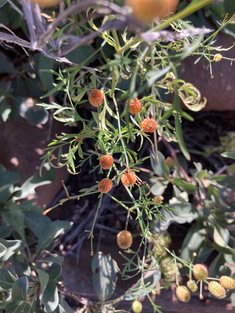Phlyctidocarpeae