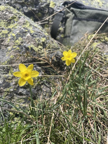 Narcissus rupicola, photograph 6