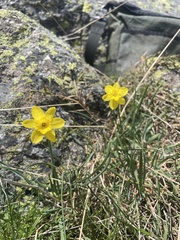 Narcissus rupicola, photograph author not stated, no rights reserved