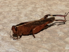 Acrididae