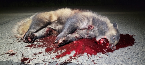 Asian Badger