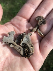 Craterellus undulatus