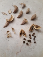 Astragalus
