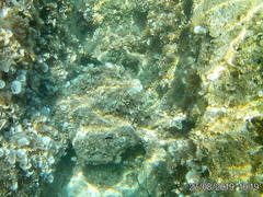 Padina pavonica