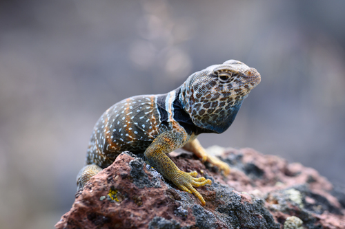 Desert Collared Lizard, Humboldt County, NV, USA, photo 9 of 10