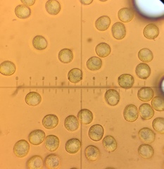 Trichia varia