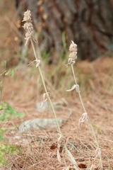 Stachys cretica