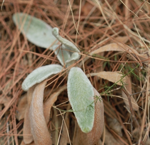 Zečje uši (Stachys byzantina)