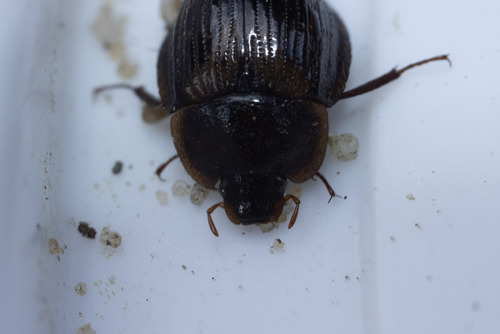 Checkered Water Beetle