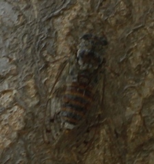 Cicada