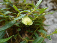 Polygaloides chamaebuxus