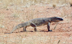Varanus albigularis