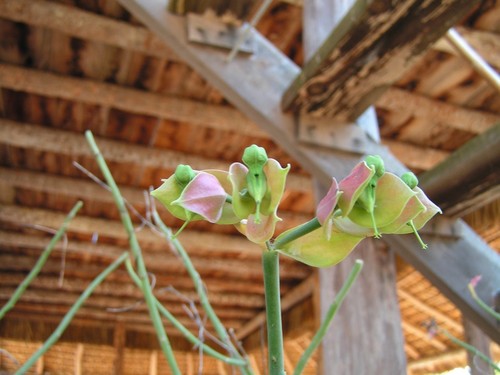 Euphorbia bracteata