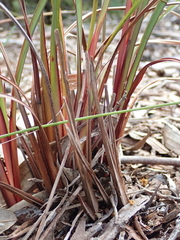 Dianella haematica