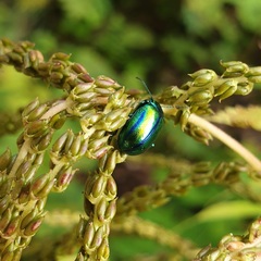 Chrysolinina
