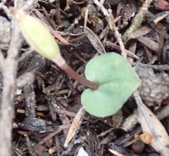 Corybas rotundifolius