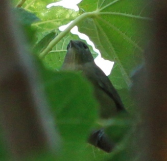 Vrapčarke (Passeriformes)