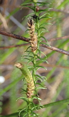 Lateristachys lateralis