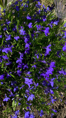 Lobelia erinus