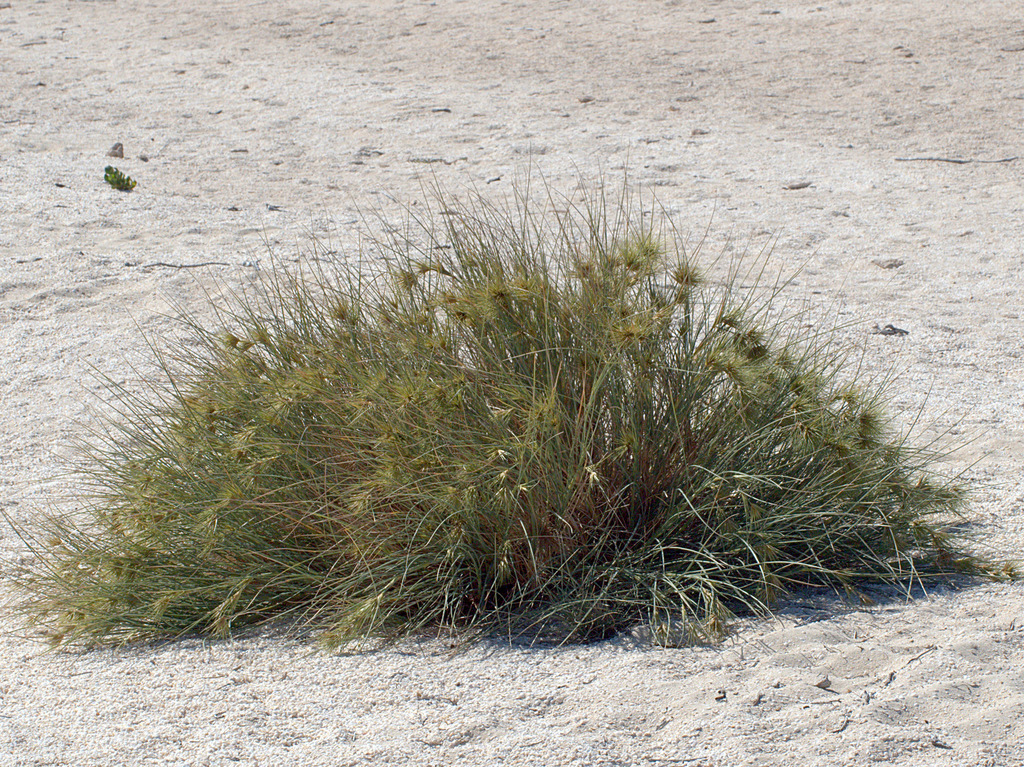 Beach Spinifex from Hamelin Pool WA 6532, Australia on August 3, 2017 ...