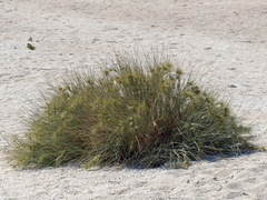 Spinifex longifolius