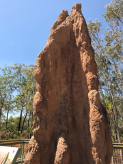 Nasutitermes triodiae