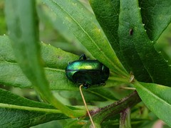 Chrysolinina