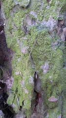 Desmococcus olivaceus