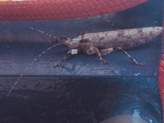 Cymatomera denticollis