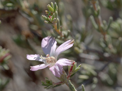 Frankenia pauciflora
